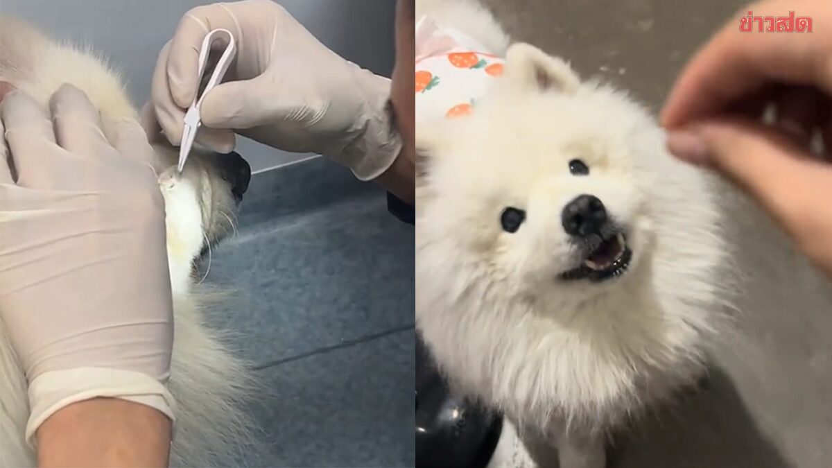 ดราม่าพลิก สาวใส่คอนแทคเลนส์ให้สุนัข สุดท้ายรู้เหตุผลจริง คนแห่เห็นใจ