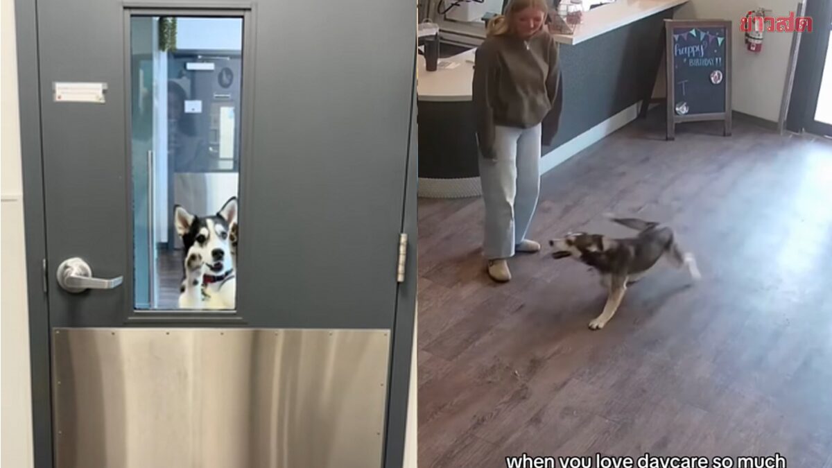 ไวรัล ฮัสกี้เทนัดหาหมอ เลือกวิ่งไปหาเพื่อนที่ศูนย์รับเลี้ยง