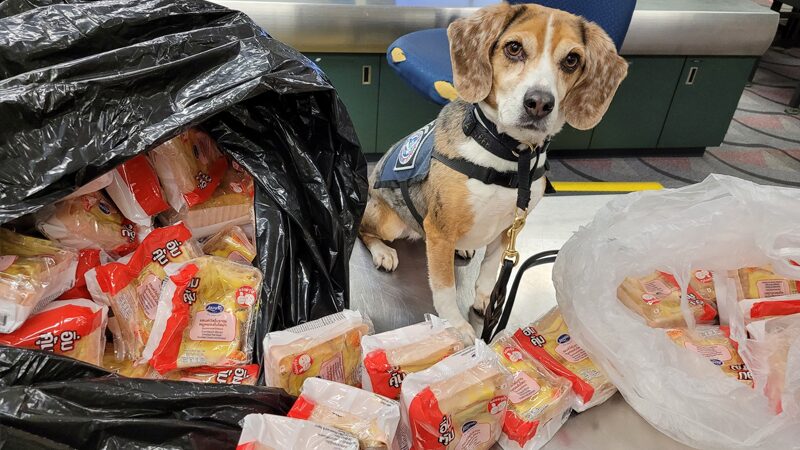 ไม่รอด! สุนัข K9 สหรัฐฯ สกัดจับ แซนด์วิชโบราณไทย 100 ชิ้น