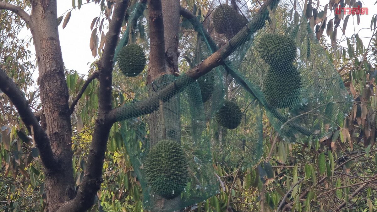 วิกฤต ทุเรียนนนท์ ชาวสวนโอด ผลผลิตลด ต้นทุนพุ่งสูง น้ำกร่อยรุกหนัก ทำไปขาดทุน