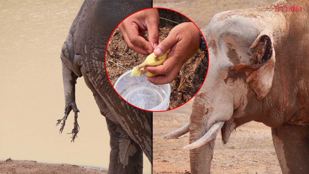 ทีมสัตวแพทย์ รุดช่วย ‘พลายจ่าย่น’ แผลเหวอะ หูขาด หางขาดรุ่งริ่ง ในป่าเขาใหญ่