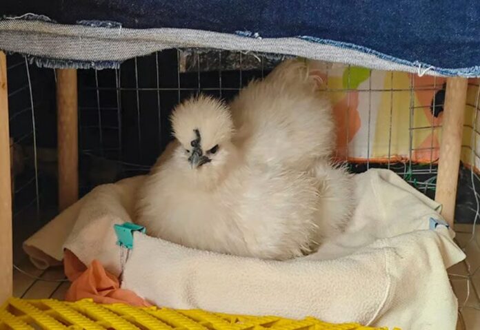 ภาพประกอบ