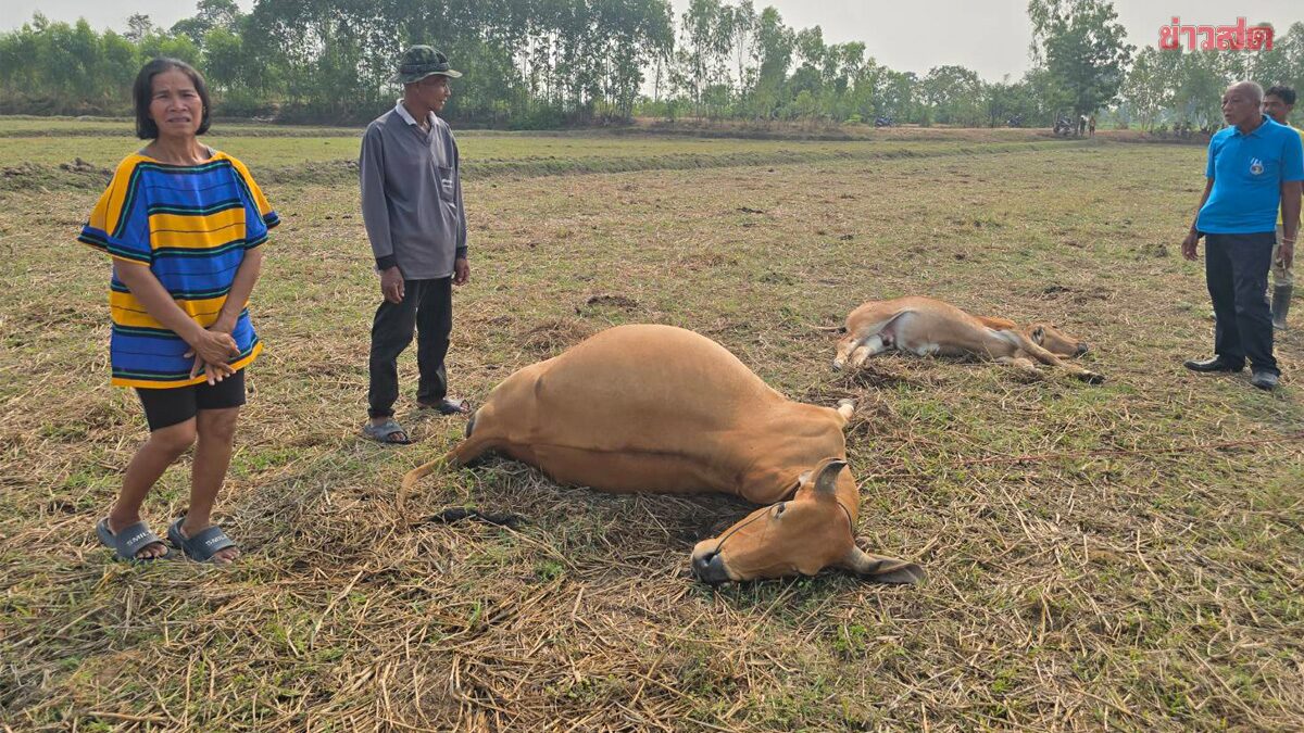 เจ้าของเสียใจหนัก ฟ้าผ่า วัวแม่ลูกตาย ลั่นจะหาเงินจากใช้หนี้ เพิ่งกู้ซื้อมาเลี้ยง