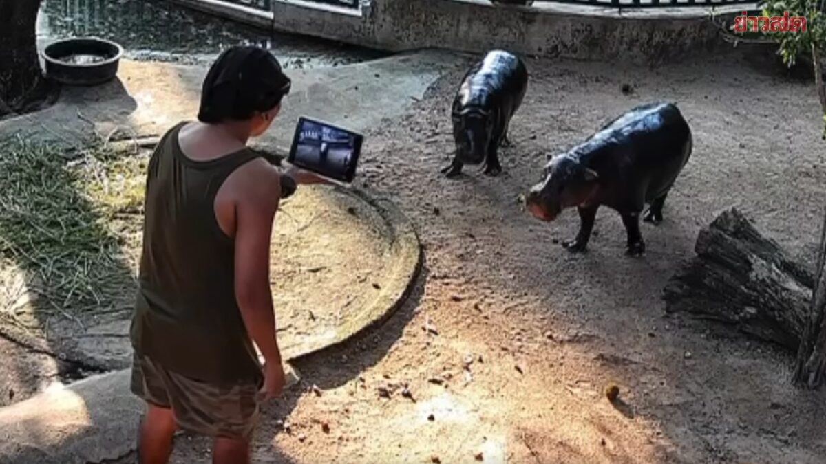 สวนสัตว์เปิดเขาเขียว เปิดคำพิพากษา ชายโดดลงบ่อหมูเด้ง ชี้ชัด จำเลยมีความผิดจริง