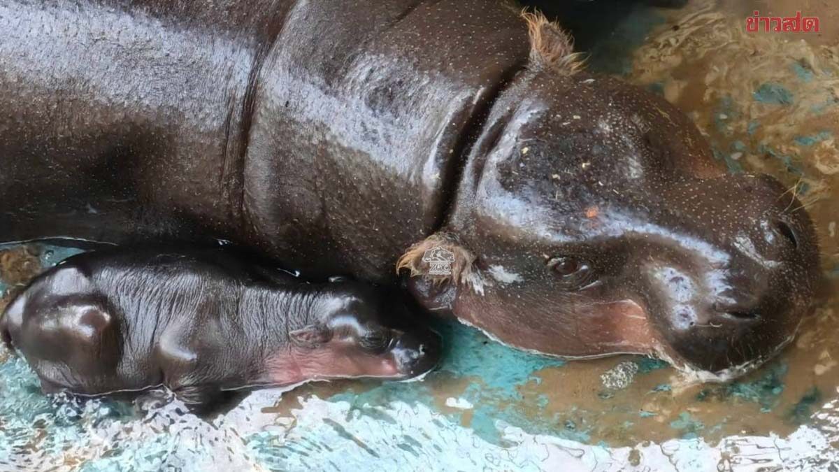 สวนสัตว์โคราชเฮ ลูกฮิปโปแคระ หลานสาวหมูเด้ง ลืมตาดูโลกแล้ว น่ารักสุดๆ