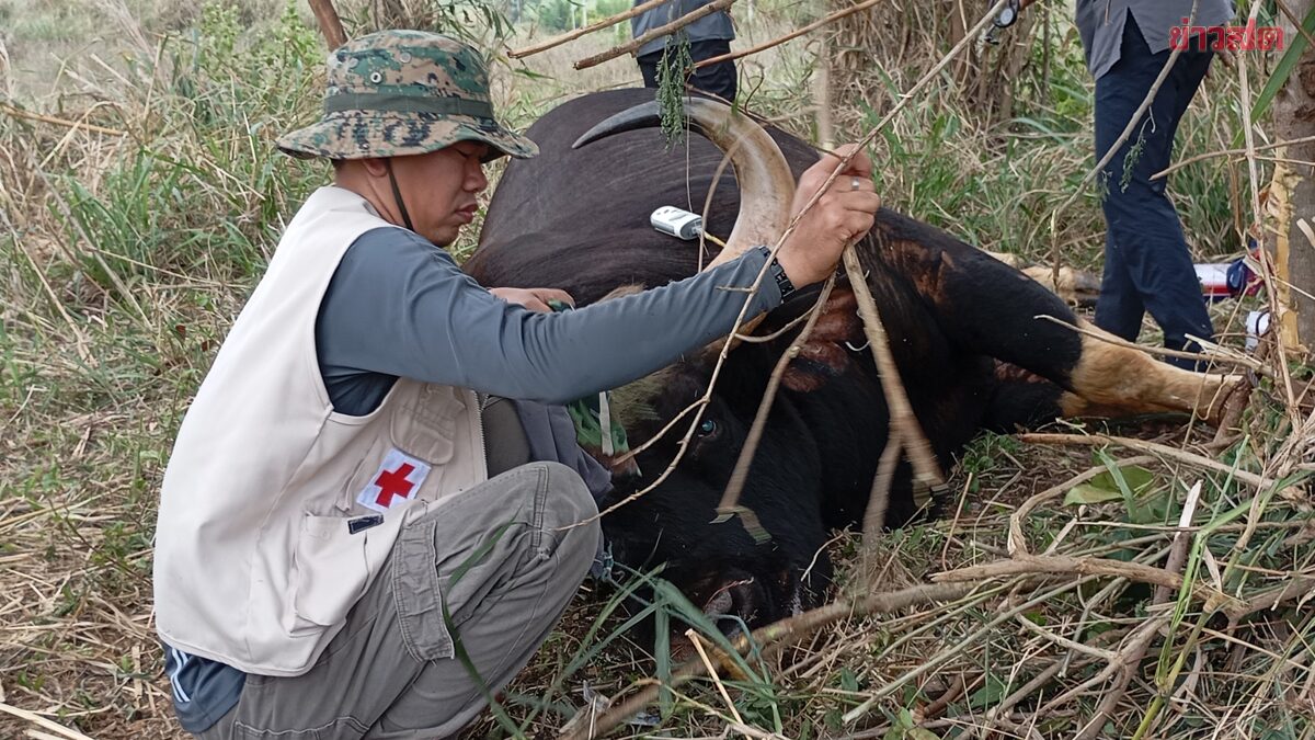สลด! กระทิงเขาใหญ่ สังเวยกับดักพราน สัตวแพทย์ยื้อไม่ไหว ขาดใจเสียชีวิตขณะช่วยเหลือ