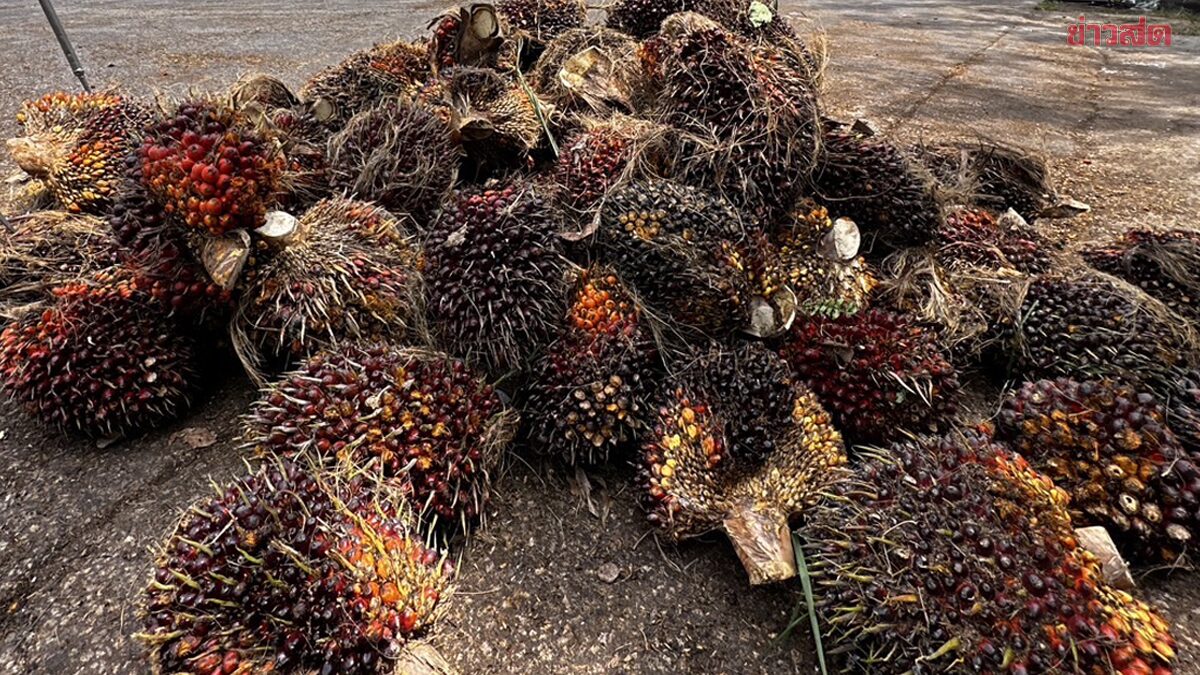 แค่ 4 วัน ‘ปาล์มน้ำมัน’ ราคาร่วงแล้ว 2 บาท หลังรัฐบาลสั่งระงับการส่งออก