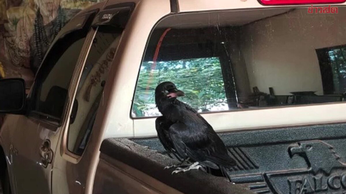 กาดำบินเข้าบ้าน ปู่เดือนชัย สวดคาถา ขอให้ร้ายกลายเป็นดี ส่องเลขรถ-บ้านเลขที่