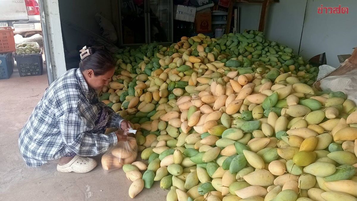 ชาวสวนมะม่วง น้ำตาร่วง ราคาดิ่งเหว จากขายได้ โลละ 60 บาท เหลือเพียง 3 บาท