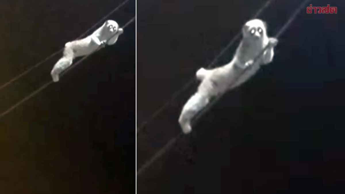 ชาวบ้านฮือฮา นางอายหน้าตาสุดแบ๊ว โผล่ไต่สายไฟกลางดึก ไม่รู้น้องมาจากไหน