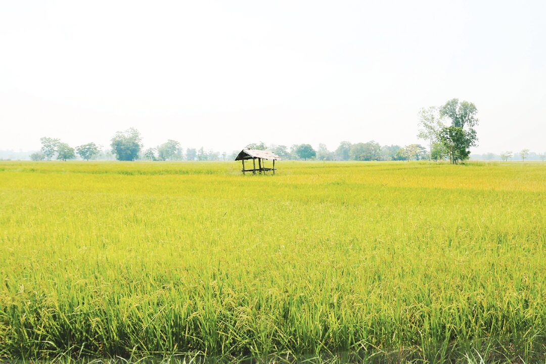 หลาก&หลายเกษตร - ชูชาวนาตัวอย่าง คัดทิ้ง‘ข้าวดีด’ ผ่าทางตันข้าวเปลือกราคาตกต่ำ