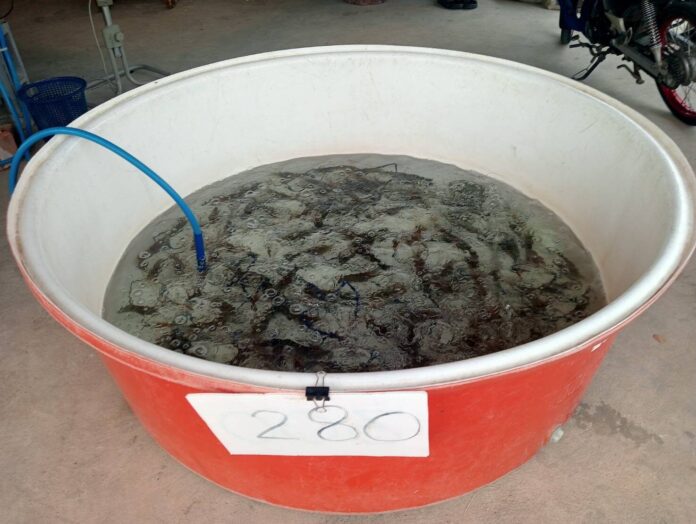 กลุ่มผู้เลี้ยงกุ้งก้ามกราม 