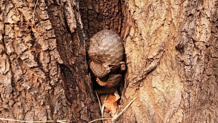 Injured pangolin rescued from wildfire zone