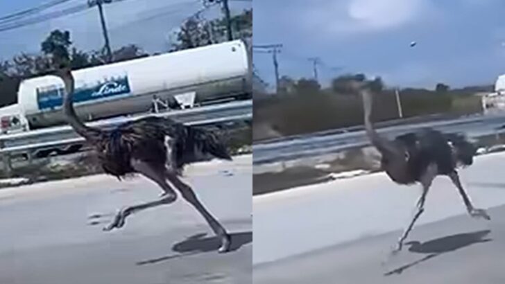 Ostrich spotted running 15 km along motorway in Chonburi