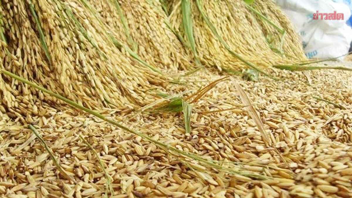 อคส. เดินหน้าดูดซับข้าวเปลือก 1 ล้านตัน 560 ล้านบาท ตั้งแต่วันนี้-31 ส.ค.2569