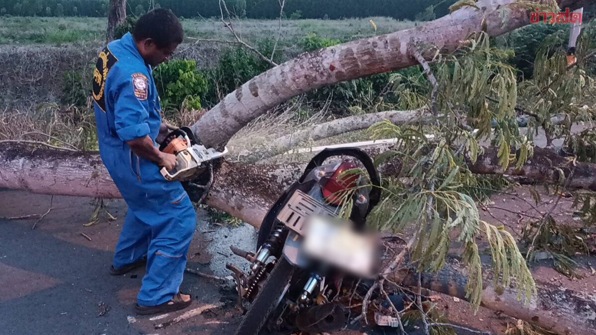 เสียชีวิตคาถนน เลิกงานขี่จยย.ฝ่าลมแรงมุ่งหน้ากลับบ้าน กิ่งไม้ยักษ์หักร่วงฟาดหัวอย่างจัง
