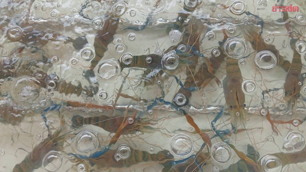 กลุ่มผู้เลี้ยงกุ้งก้ามกราม กาฬสินธุ์ โอด ลูกค้าหาย เทราคาต่ำสุดรอบ 20 ปี เหลือ กก.ละ 200