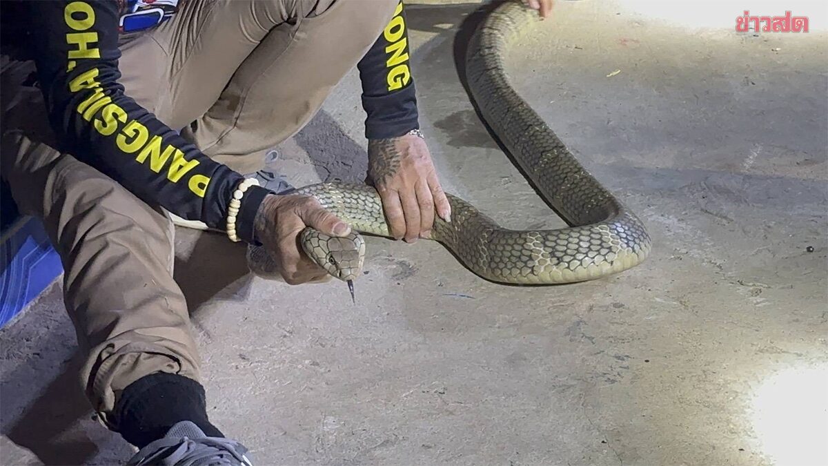 แห่ส่องเลขเด็ด ระทึกกลางดึก งูจงอางยาวกว่า 3 เมตรบุกบ้าน กู้ภัยเร่งเข้าจับปล่อยคืนสู่ธรรมชาติ