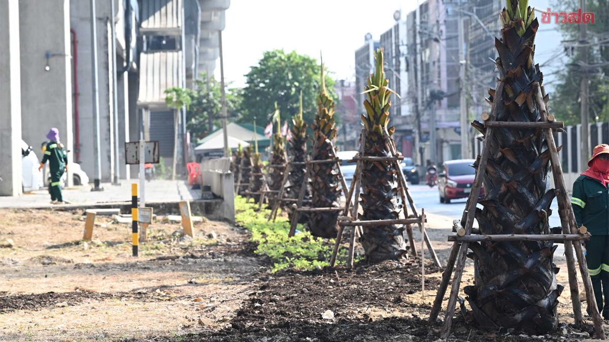 กทม. ปลูกต้นตาล เขตดอนเมือง ชูเอกลักษณ์ใหม่ อนุรักษ์ไม้โบราณไทย