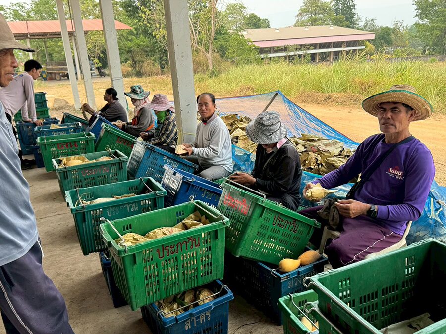 ค้าภายใน เร่งเชื่อมโยงรับซื้อ “มะม่วงพิษณุโลก” ดันราคานำตลาด คาดระบายผลผลิตกว่า 30 ตัน