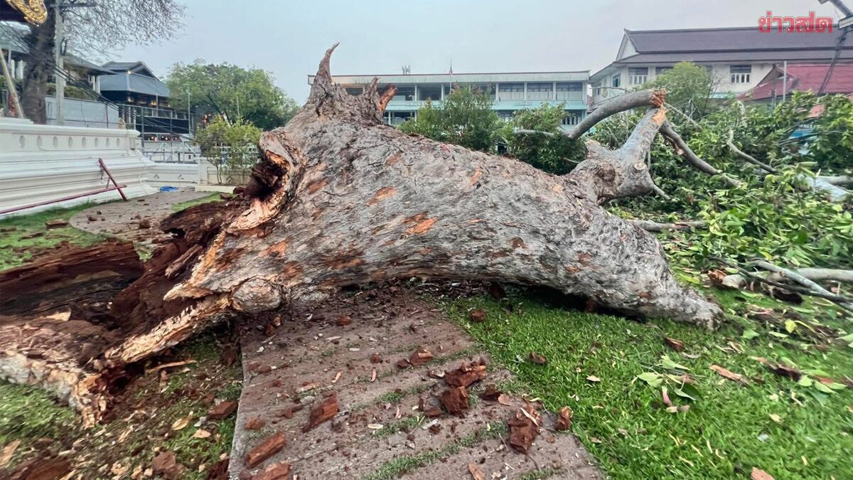 ระทึกกิ่งยางนายักษ์ อายุ 226 ปี หักหล่นในวัดไม่มีสาเหตุ เผยปลูกโดยเจ้าผู้ครองนครเชียงใหม่