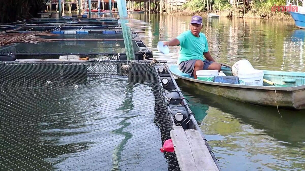 น้ำมันพุ่งไม่หยุด! เกษตรกรเลี้ยงปลากะพงชุมพรแบกต้นทุนอ่วม จ่อขยับราคา-หวั่นกระทบผู้บริโภคทั้งระบบ