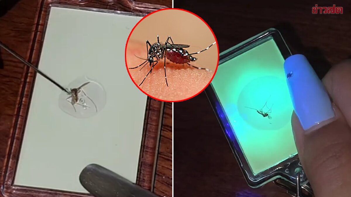 สาวเปิดอาชีพใหม่ ขายซากยุง ทำเงินเป็นหมื่น ออกบูธจริงจัง ฝรั่งยังซื้อ แต่วิธีทำไม่ง่าย