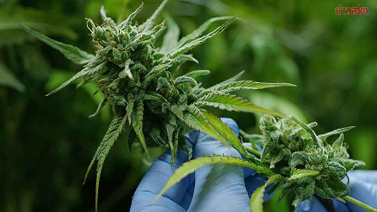 Dr. Tewanchai Urges Cannabis Bill to Cabinet Before July, Reiterates Absolute Ban on Recreational Use