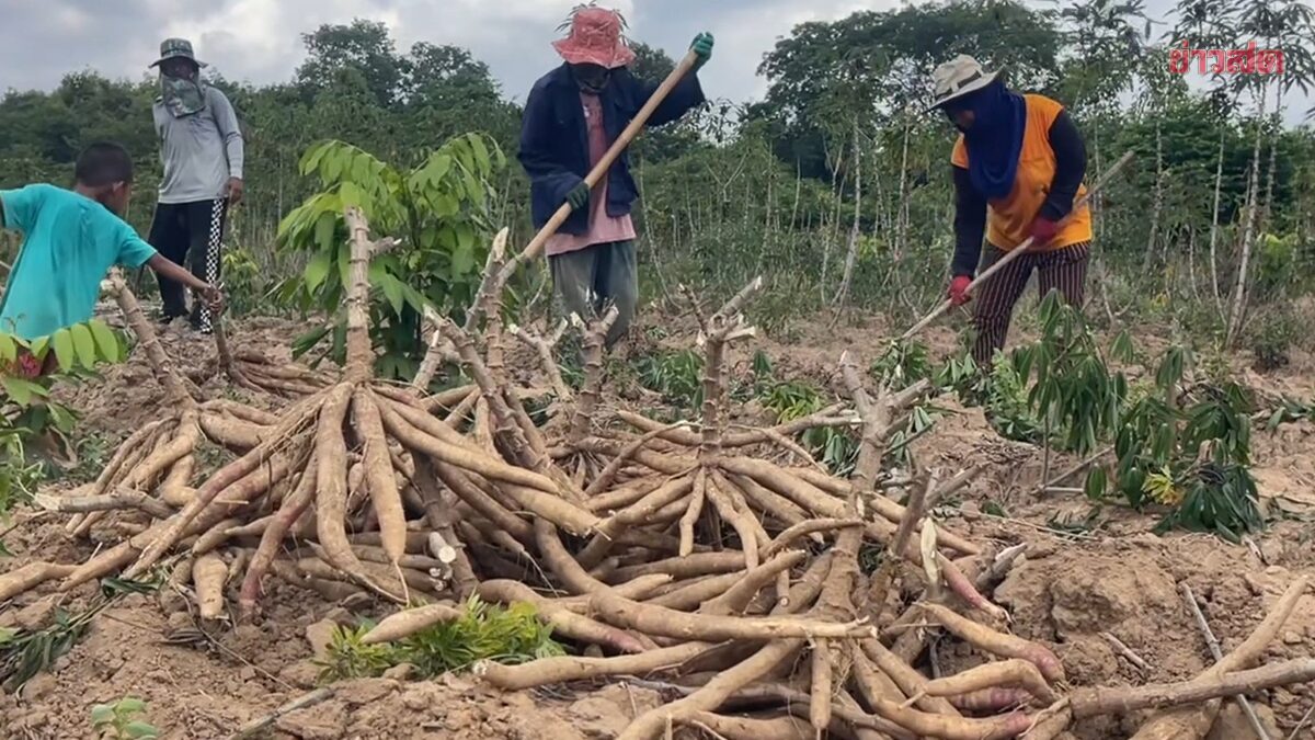 ชาวบ้าน พนมดงรัก ดีใจ ราคามันปรับสูงขึ้น เหตุปิดด่านชายแดน มันเขมรไม่ทะลักเข้าไทย