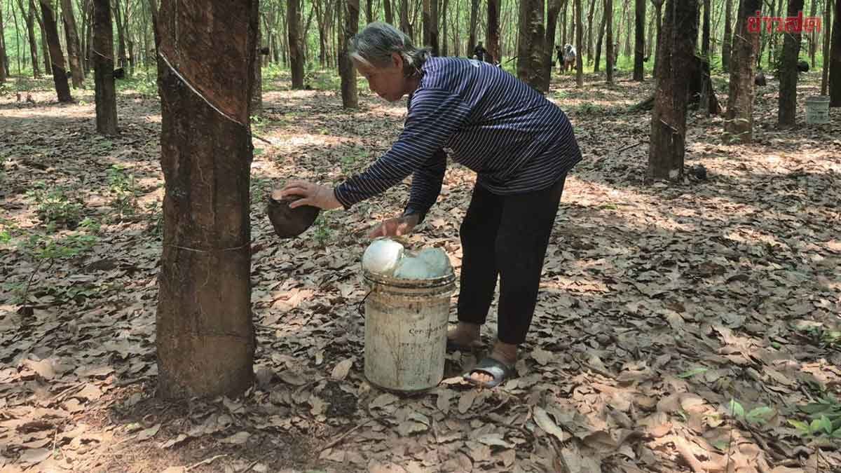เกษตรกร แนวชายแดน ปรับเปลี่ยนเวลา กรีดยาง กลัวทหารเขมรไล่ยิง-จับเป็นตัวประกัน จี้รัฐเพิ่มมาตรการรปภ.ปชช.