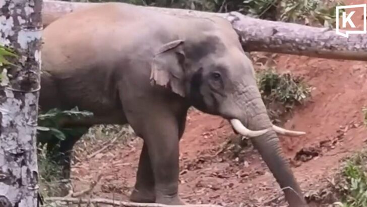 Well-known wild elephant “Plai Kor Kaew” shot dead in Chanthaburi