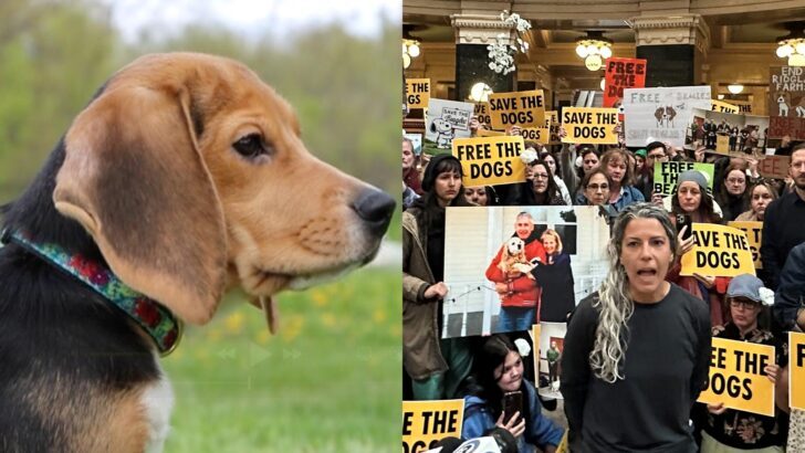 1,500 beagles will get new lives, warm laps after release from research facility