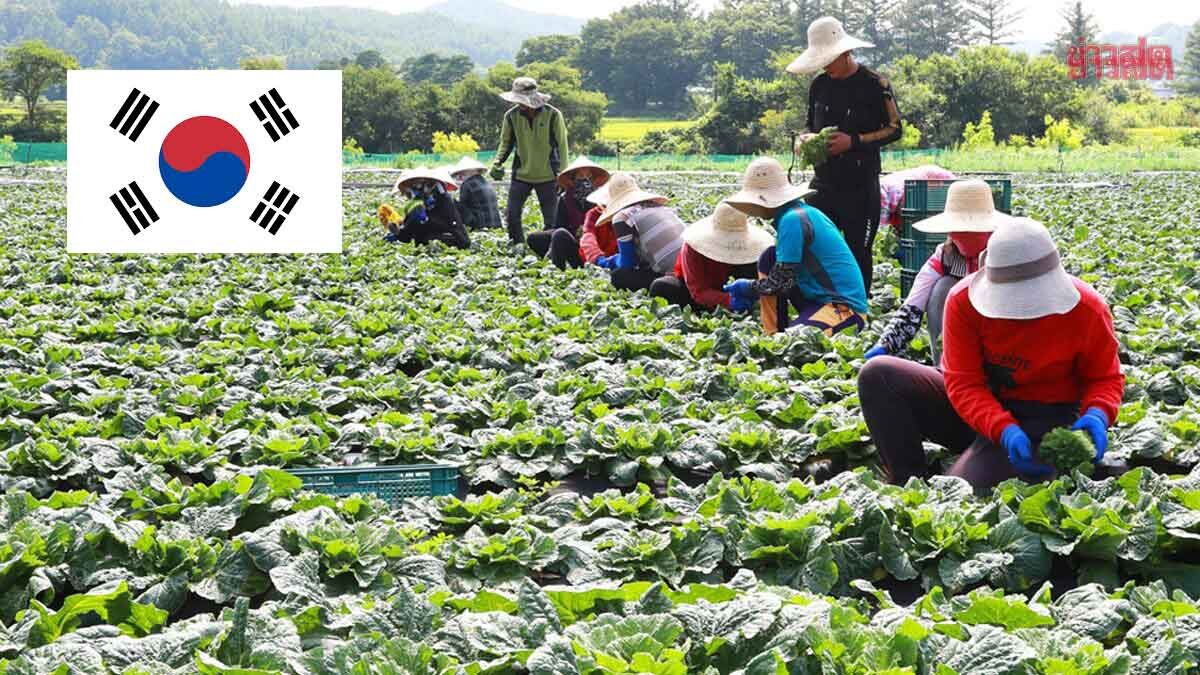 เกาหลีใต้แบน 4 จังหวัดของไทย ห้ามนำเข้าแรงงานภาคเกษตร-ประมง ตลอดปี69