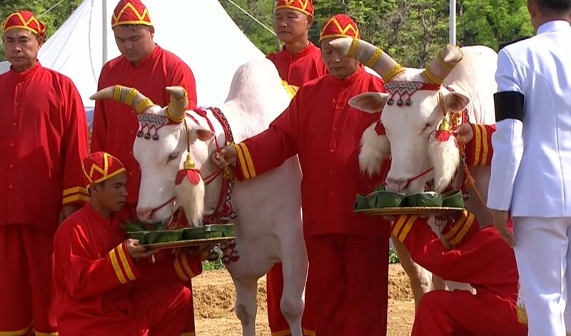  ในพระราชพิธีจรดพระนังคัลแรกนาขวัญ ปี69