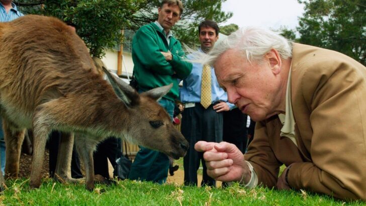 David Attenborough, the hushed and reverent voice of nature documentaries, celebrates his 100th birthday