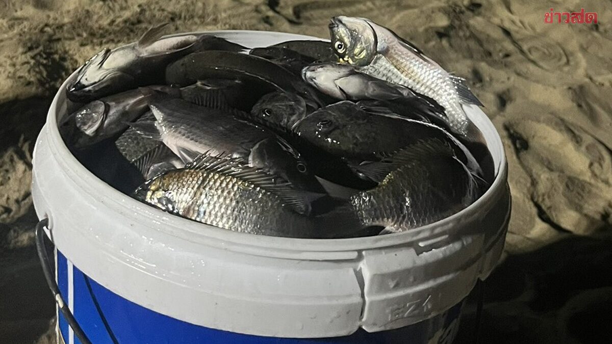 ผวาหนัก ปลาหมอคางดำ โผล่ชายหาดพัทยา หวั่นกระทบระบบนิเวศ