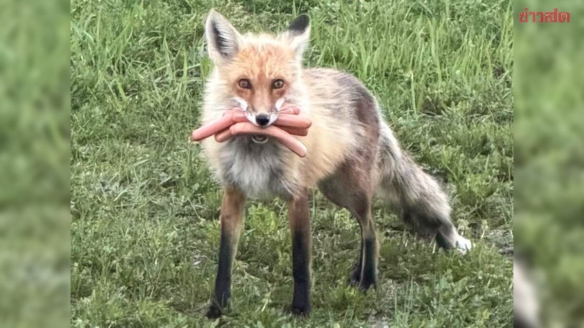 Case Closed! BBQ Equipment Theft Report Ends with Red Fox Caught with Hot Dog in Its Mouth