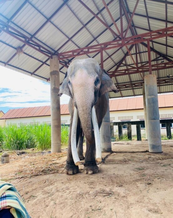 ภาพประกอบ