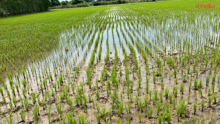Agricultural Economics Bureau Recommends Fertilizer Use Based on Soil Analysis for Wet Season Rice to Cut Costs and Boost Profits While Supporting Low-Carbon Agriculture