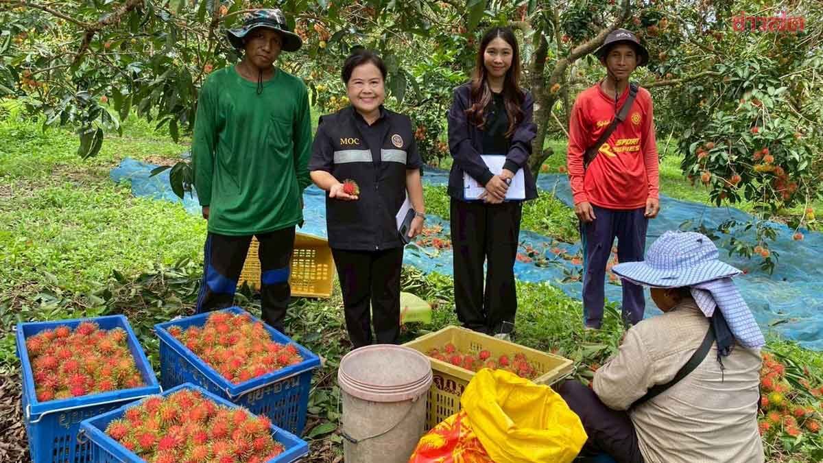 กรมการค้าภายใน ดึงพ่อค้ารับซื้อเงาะสีทอง จ.ตราด 100 ตัน แก้ราคาตก