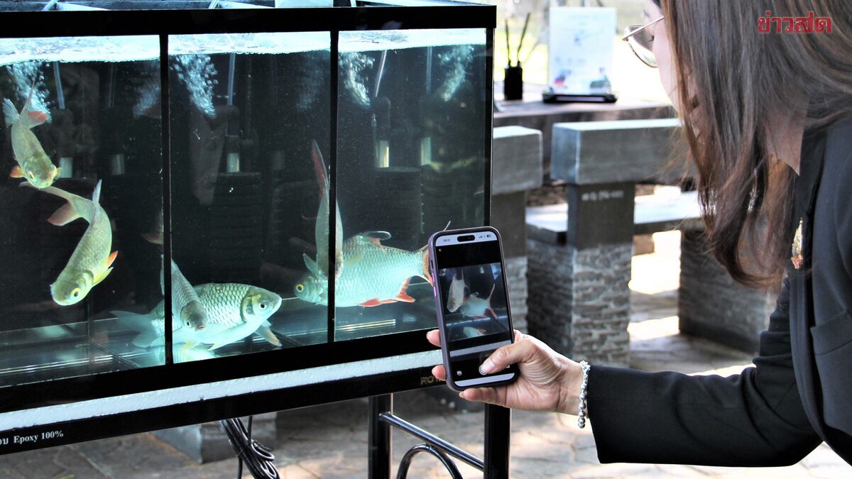กรมประมง แจงดราม่า แอป Thailand FishAI สแกนแล้วได้ปลาผิดประเภท