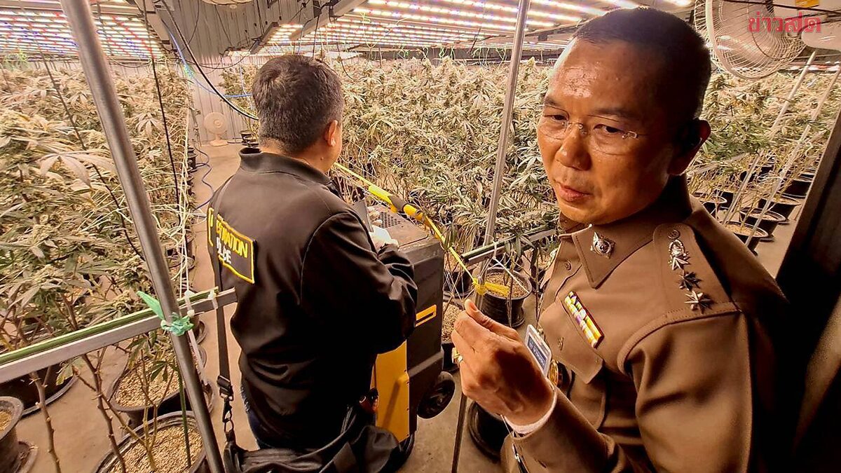 สนธิกำลัง บุกโกดัง ปลูกกัญชา-ผลิตสารสกัดกัญชา รวบ7แรงงานเถื่อน ยึดของกลางเพียบ