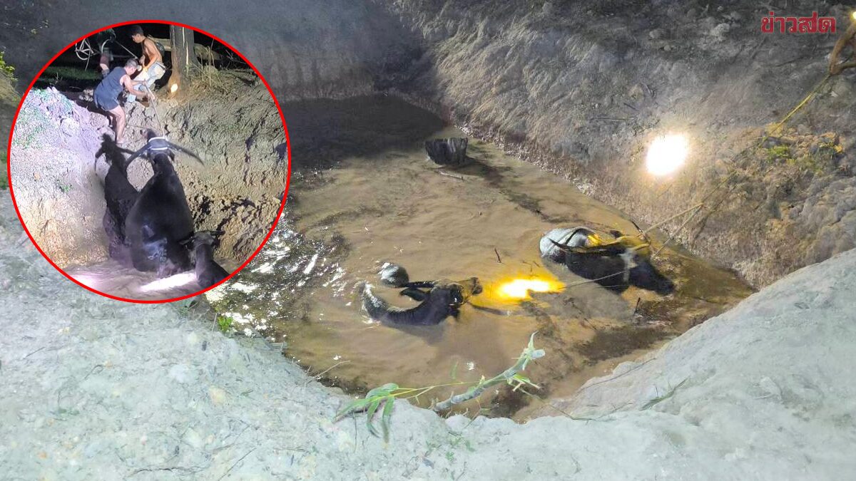 Owner Releases 27 Buffalo to Graze, 4 Go Missing and Found Trapped in 3-Meter Deep Pit