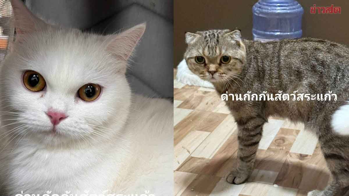 ด่านกักกันสัตว์สระแก้ว ประกาศขายทอดตลาด สัตว์ของกลาง แมว 11 ตัว