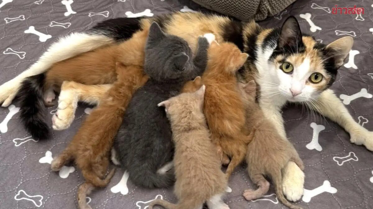 จากแม่ลูกหนึ่ง สู่แม่ลูก 7 แม่แมวใจดี ช่วยเลี้ยงลูกแมวกำพร้า