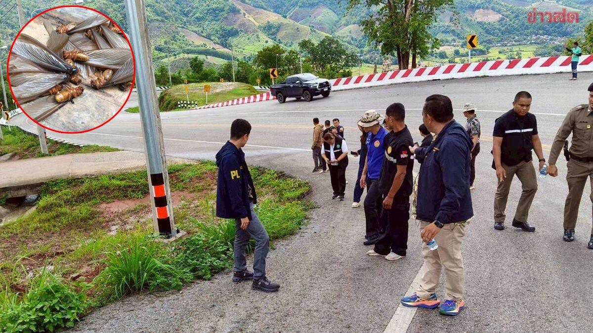 Slips and Falls on Phu Khao Ngoem Curve in Na Haew—District Chief and Police Investigate, Find Bug Residue Culprit