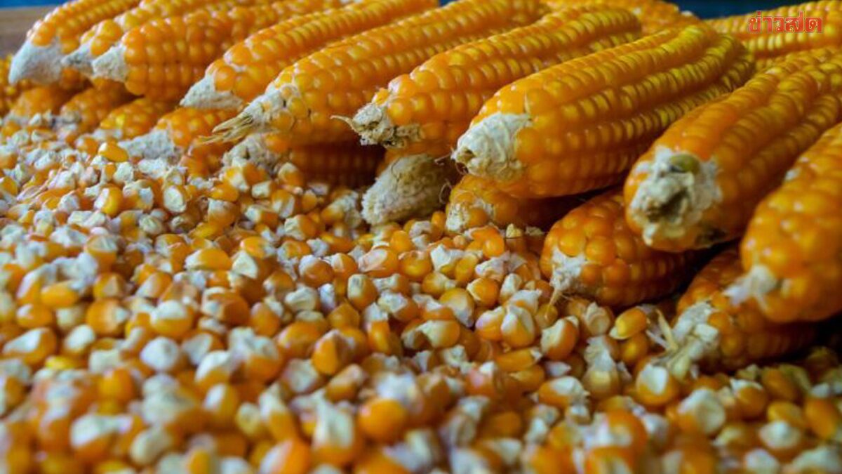 เกษตรกรผิดหวัง ‘ศุภจี’ เซ็นเอ็มโอยูนำเข้า ข้าวโพด GMO จากสหรัฐ 1 ล้านตัน