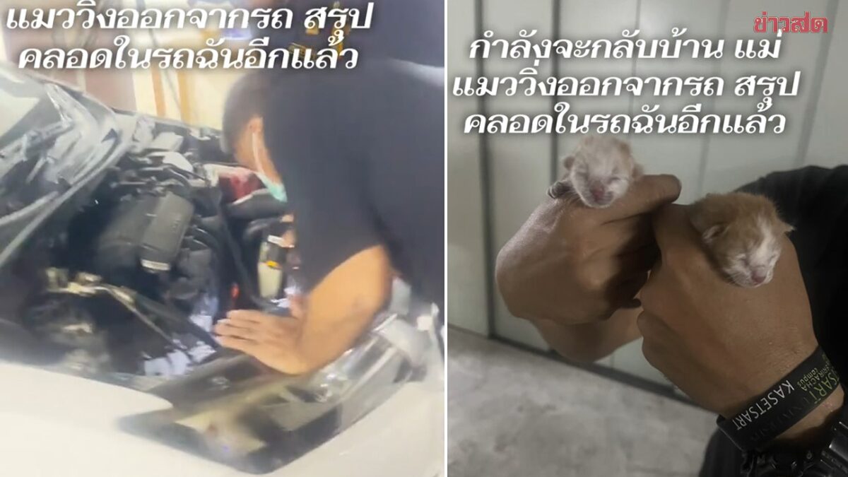Woman Heading Home When Mother Cat Suddenly Bolts From Car—Security Guards Help Search and Discover 2 Newborn Kittens Born Inside