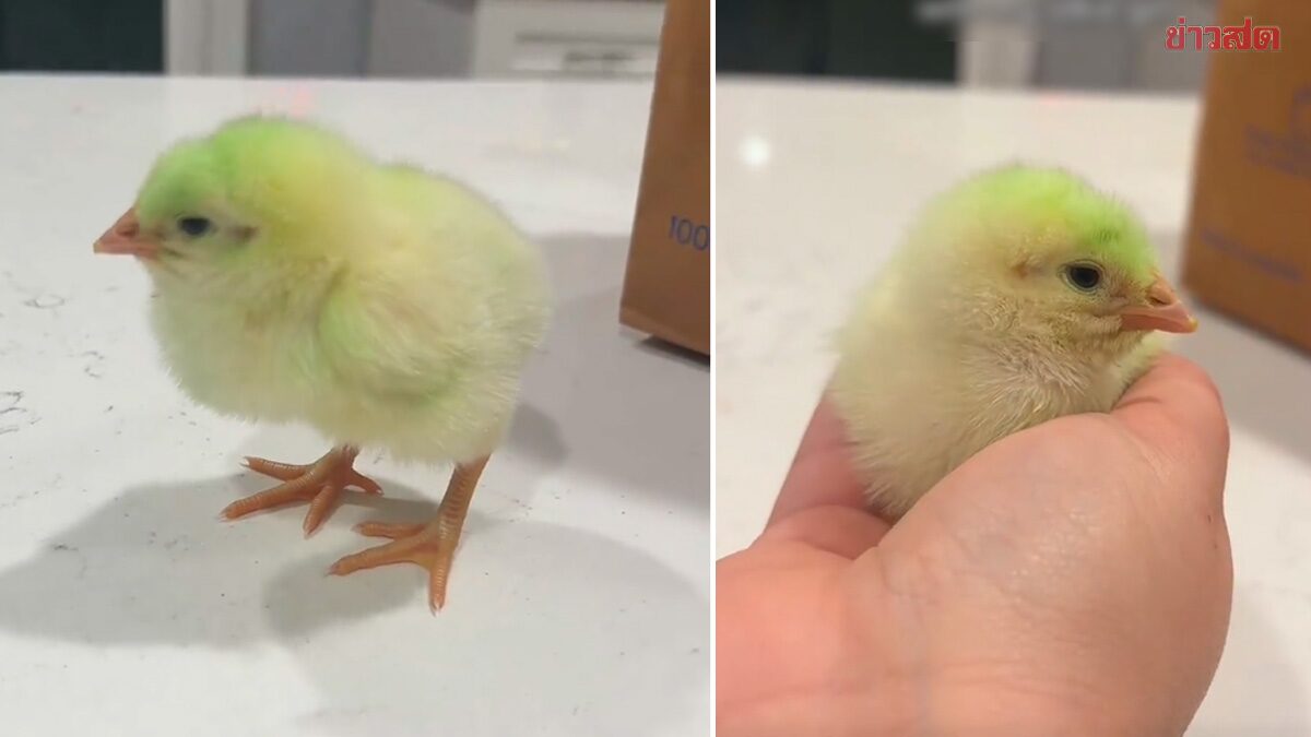 ไวรัล คู่รักสั่งลูกเป็ดออนไลน์ เปิดกล่องถึงกับอึ้ง เจอลูกไก่สีเขียวปริศนา แจงมีเหตุผล