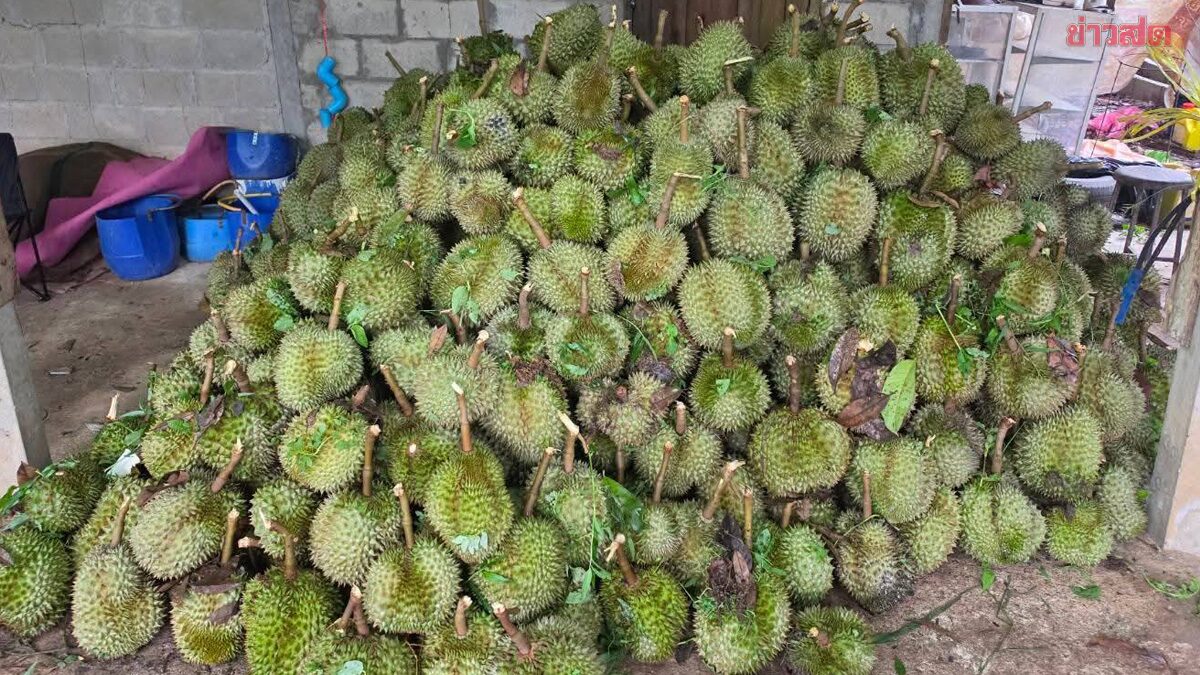 พายุถล่ม สวนทุเรียนระยอง 43 ตัน ชาวสวน ยับเสียหาย 4.3 ล้านบาท
